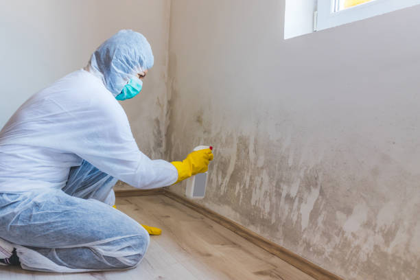 Licensed Mold Removal service in Beverly, NJ - Car Mold Remediation