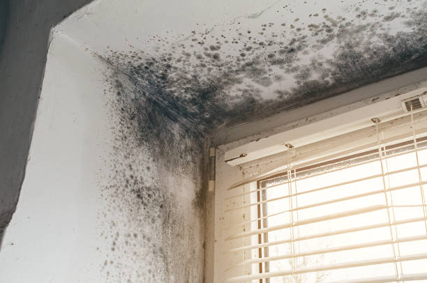 Affordable Mold Removal solutions in Beverly, NJ